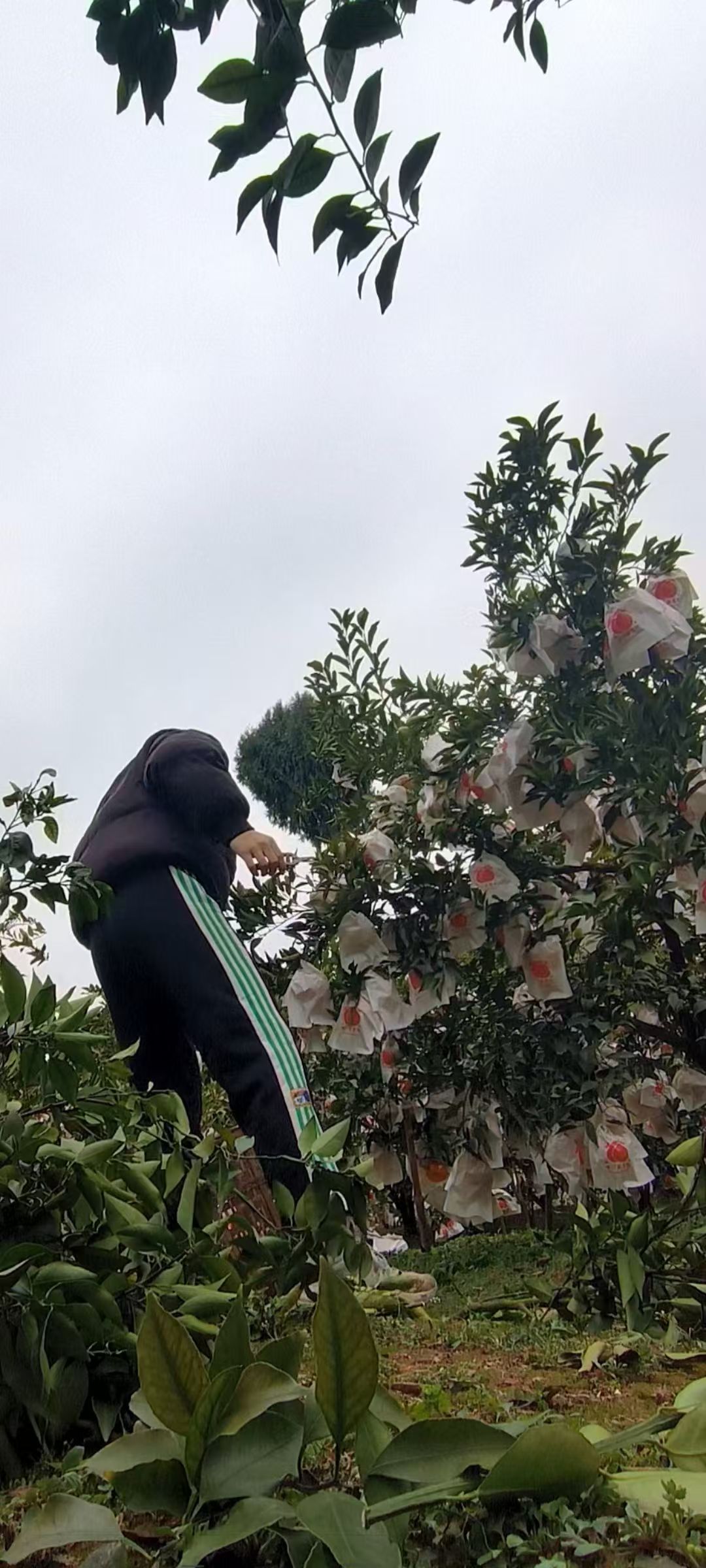 四川罗家村21社耙耙柑果园